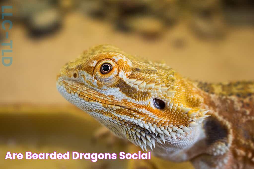 Are Bearded Dragons Social?