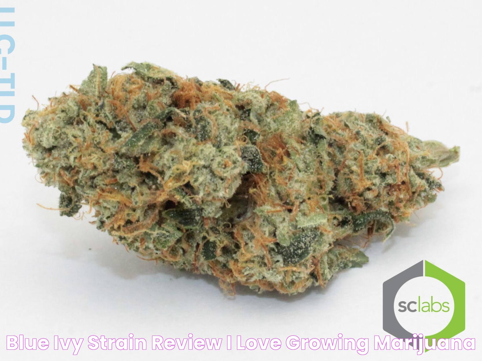 Blue Ivy Strain Review I Love Growing Marijuana