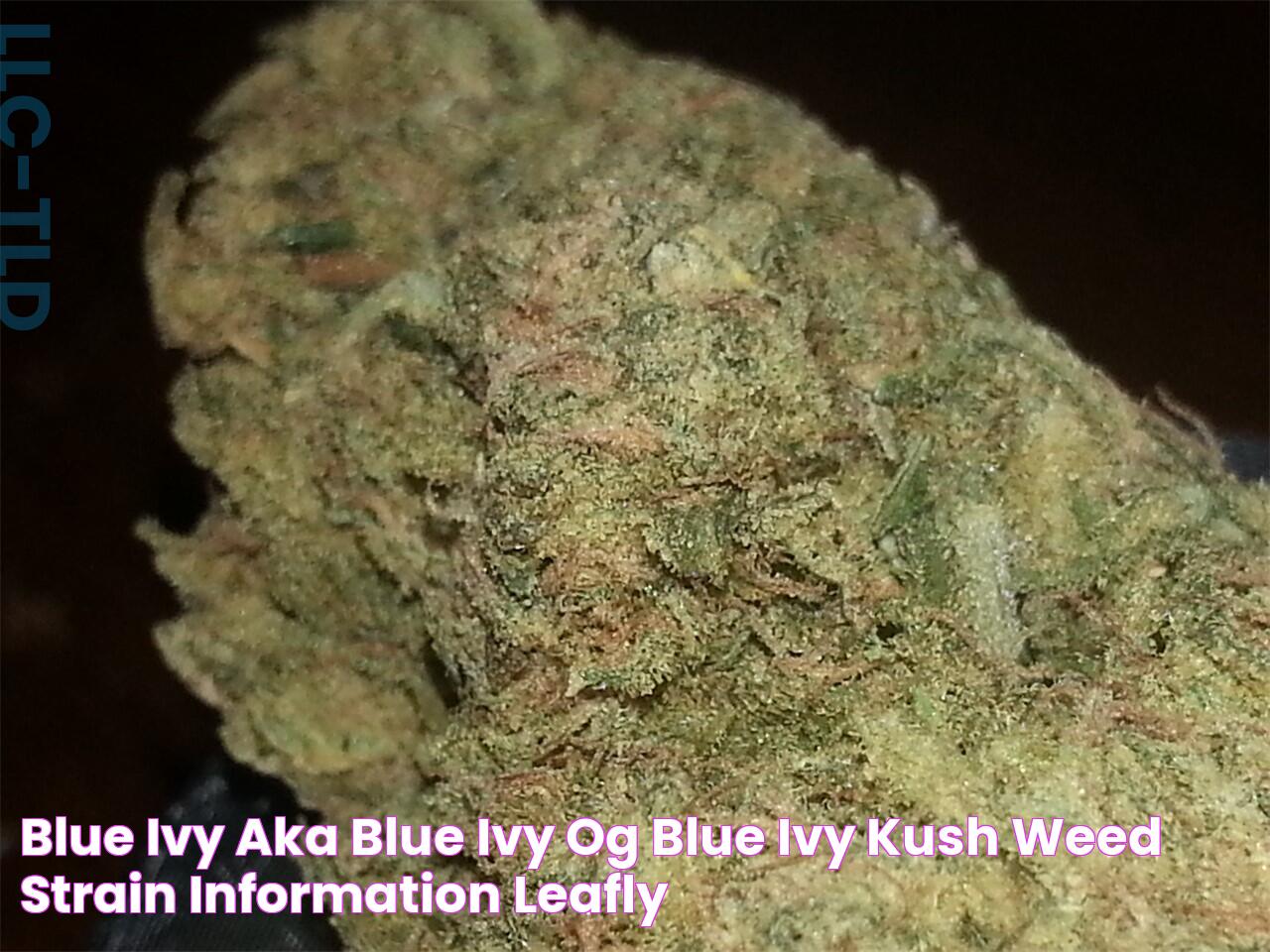 Blue Ivy aka Blue Ivy OG, Blue Ivy Kush Weed Strain Information Leafly