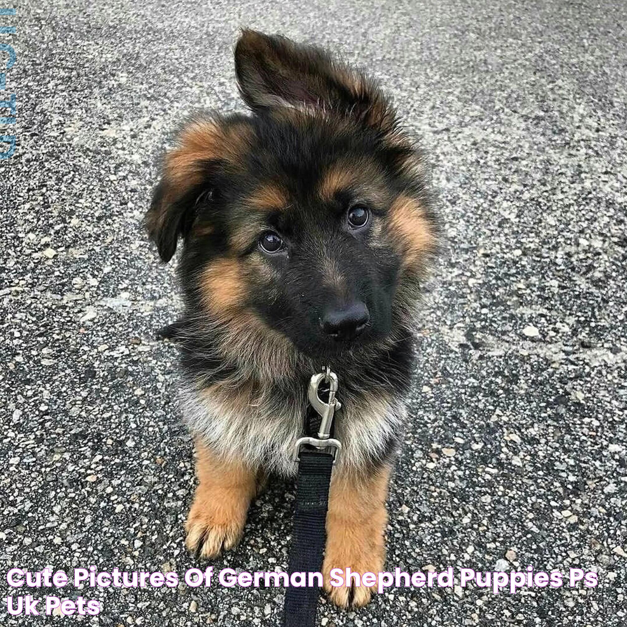 Cute Pictures of German Shepherd Puppies PS UK Pets