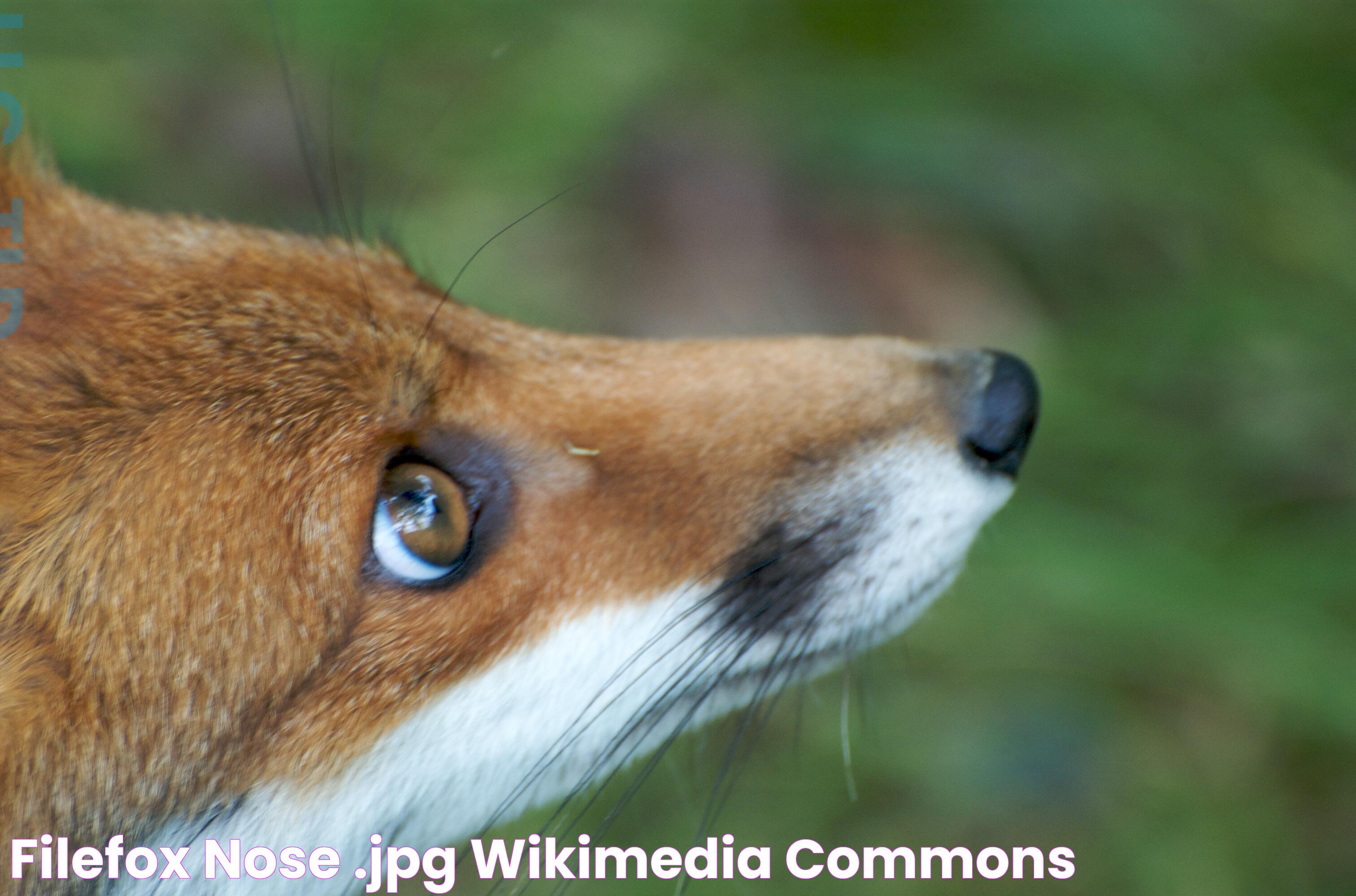 FileFox nose!.jpg Wikimedia Commons