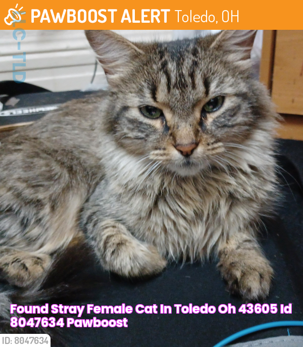 Found/Stray Female Cat in Toledo, OH 43605 (ID 8047634) PawBoost