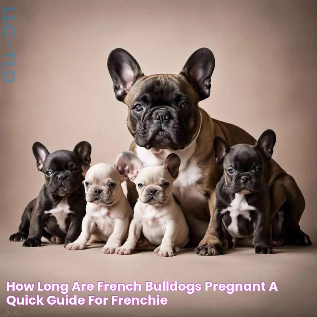 How Long Are French Bulldogs Pregnant A Quick Guide for Frenchie