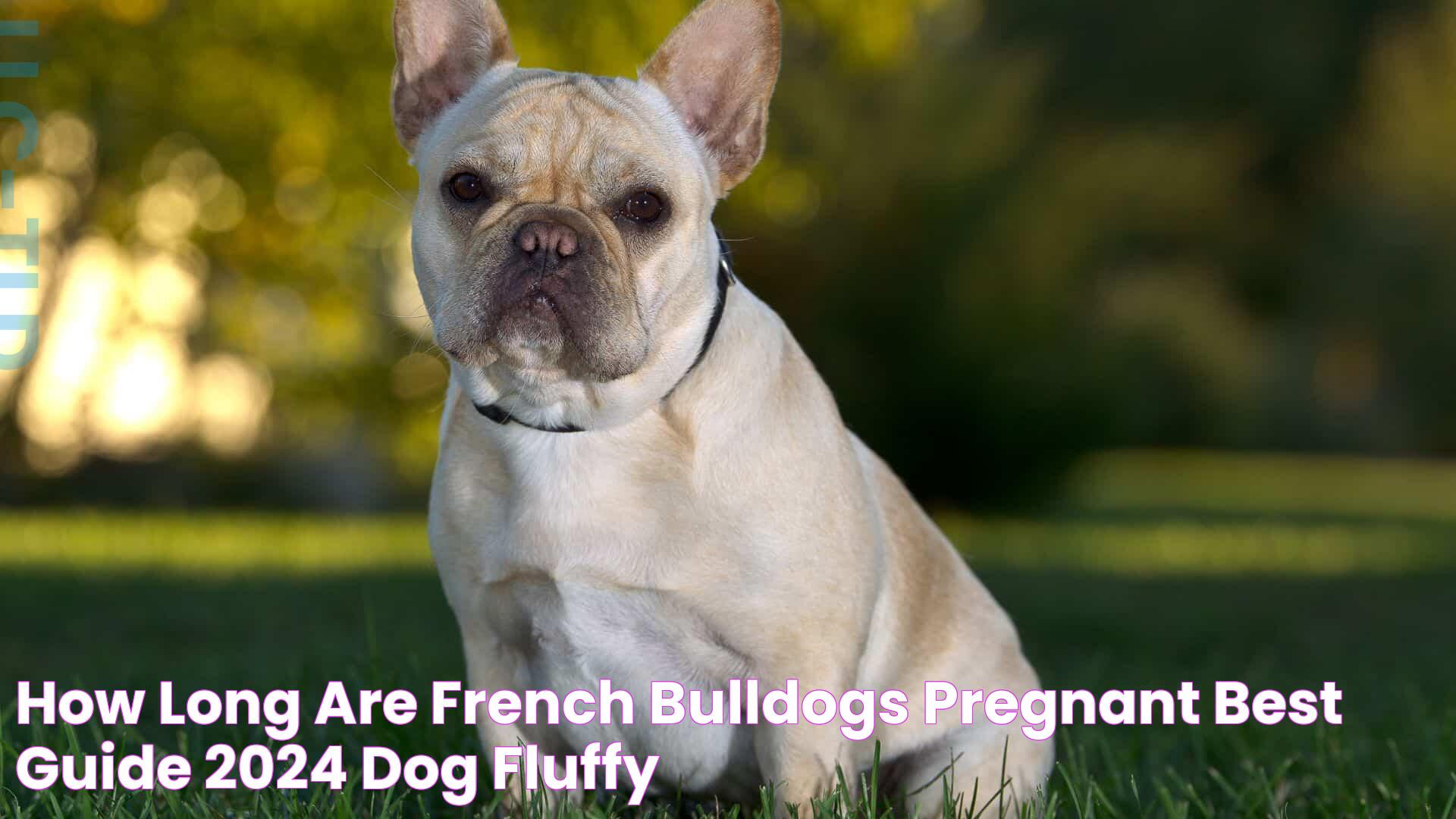 How Long Are French Bulldogs Pregnant? Best Guide 2024 Dog Fluffy