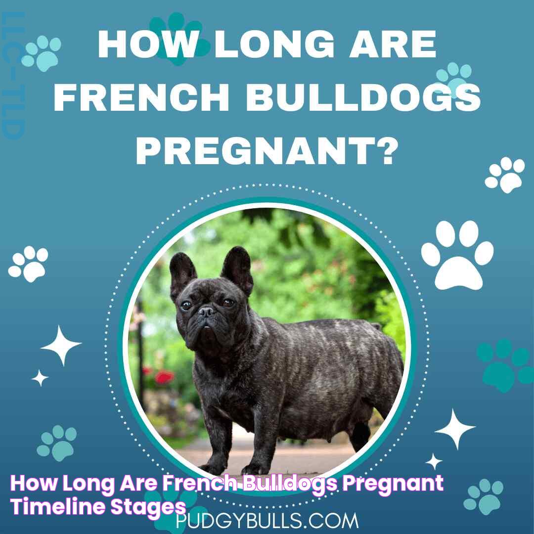 How Long Are French Bulldogs Pregnant? Timeline & Stages