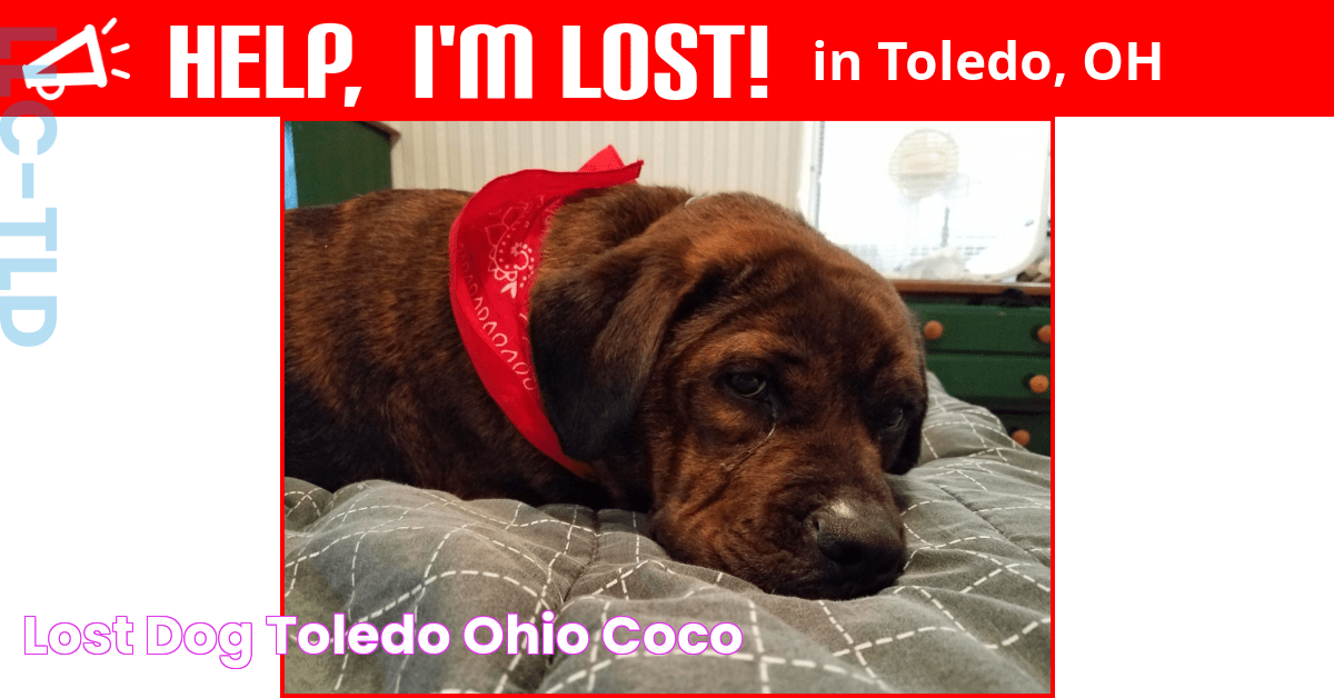 Lost Dog (Toledo, Ohio) Coco