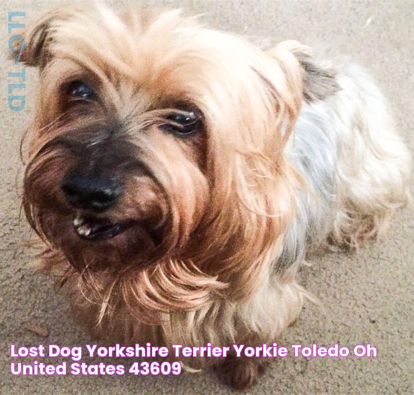 Lost Dog Yorkshire Terrier Yorkie Toledo, OH, United States 43609