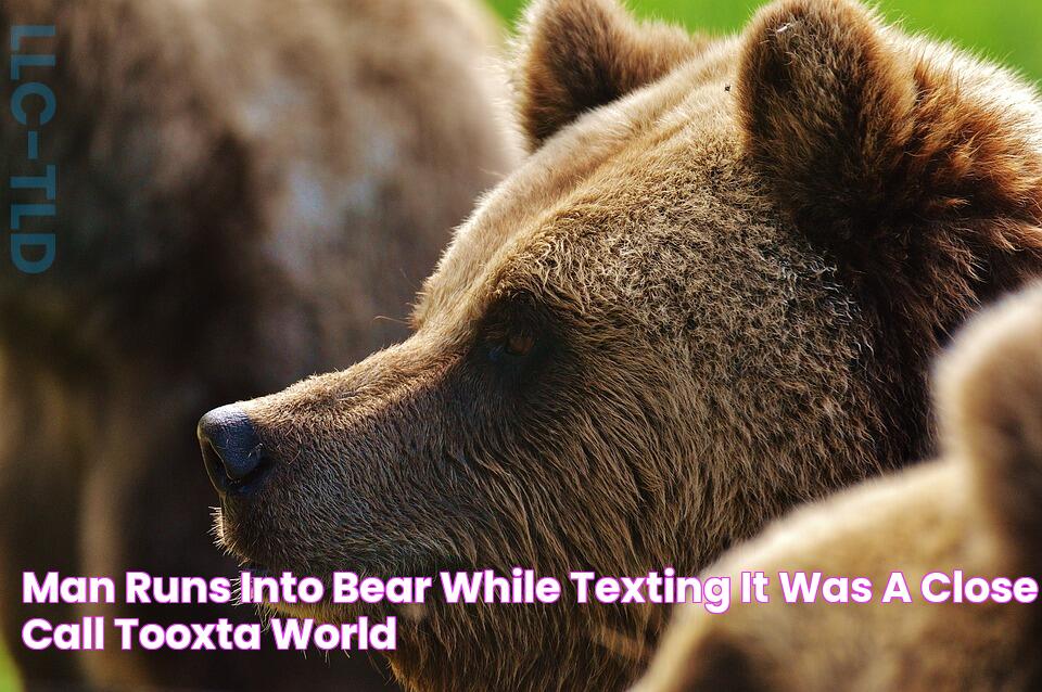 Man Runs Into Bear While Texting It Was A Close Call Tooxta World