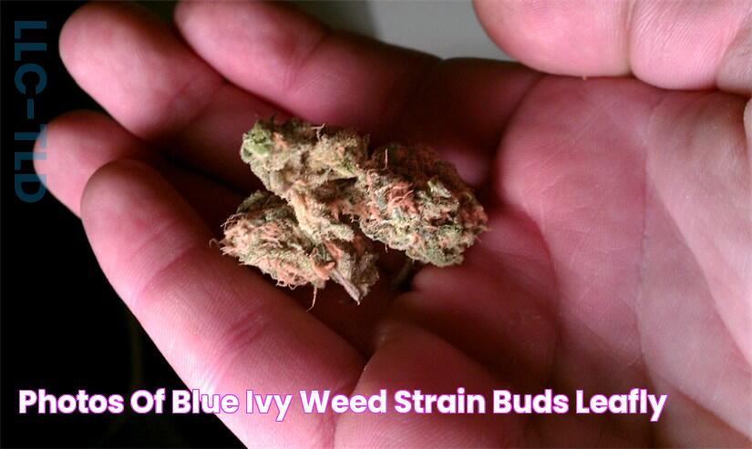 Photos of Blue Ivy Weed Strain Buds Leafly