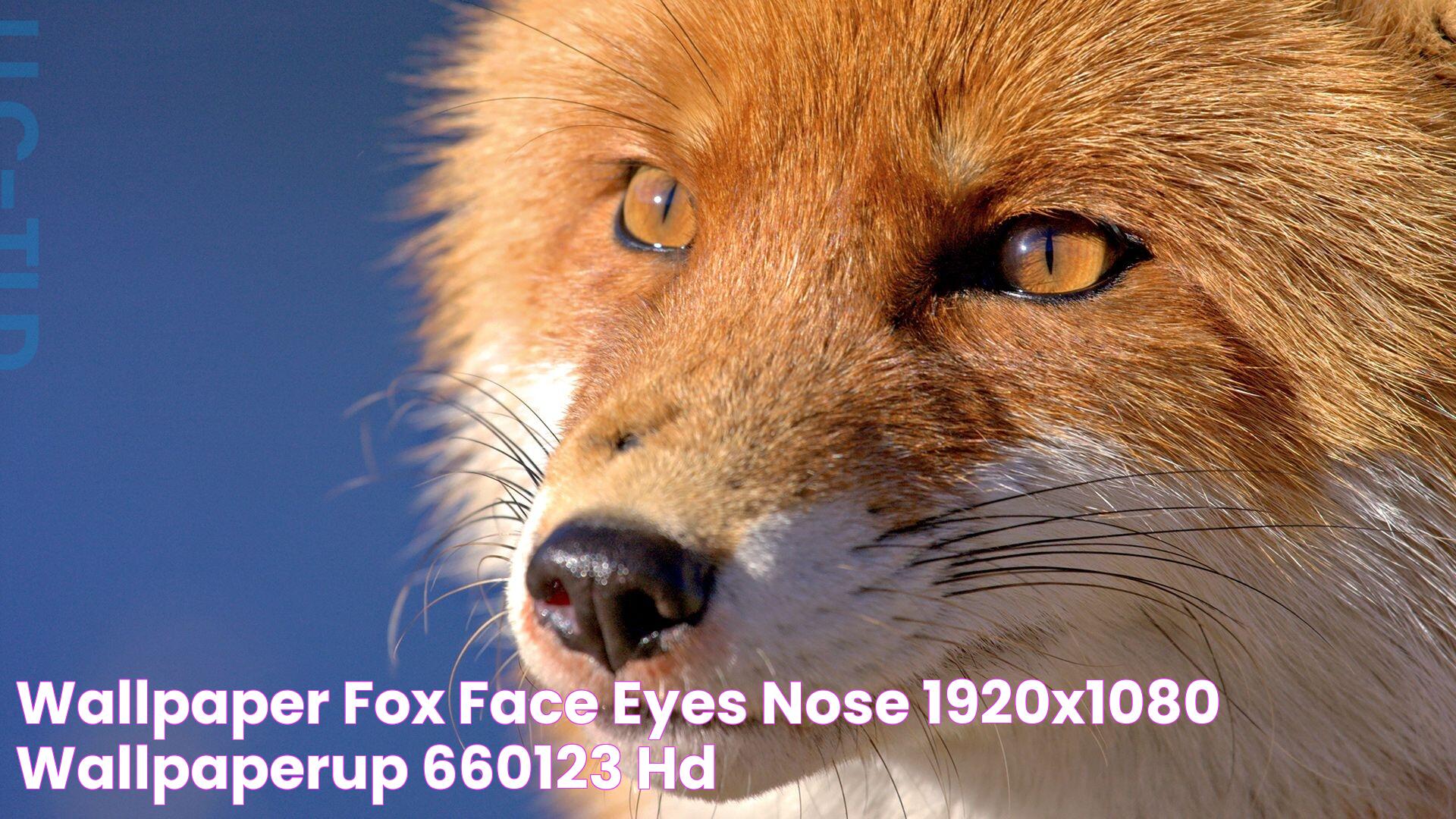 Wallpaper fox, face, eyes, nose 1920x1080 wallpaperUp 660123 HD