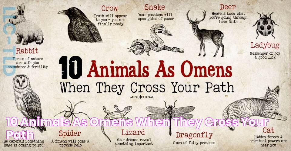 10 Animals As Omens When They Cross Your Path