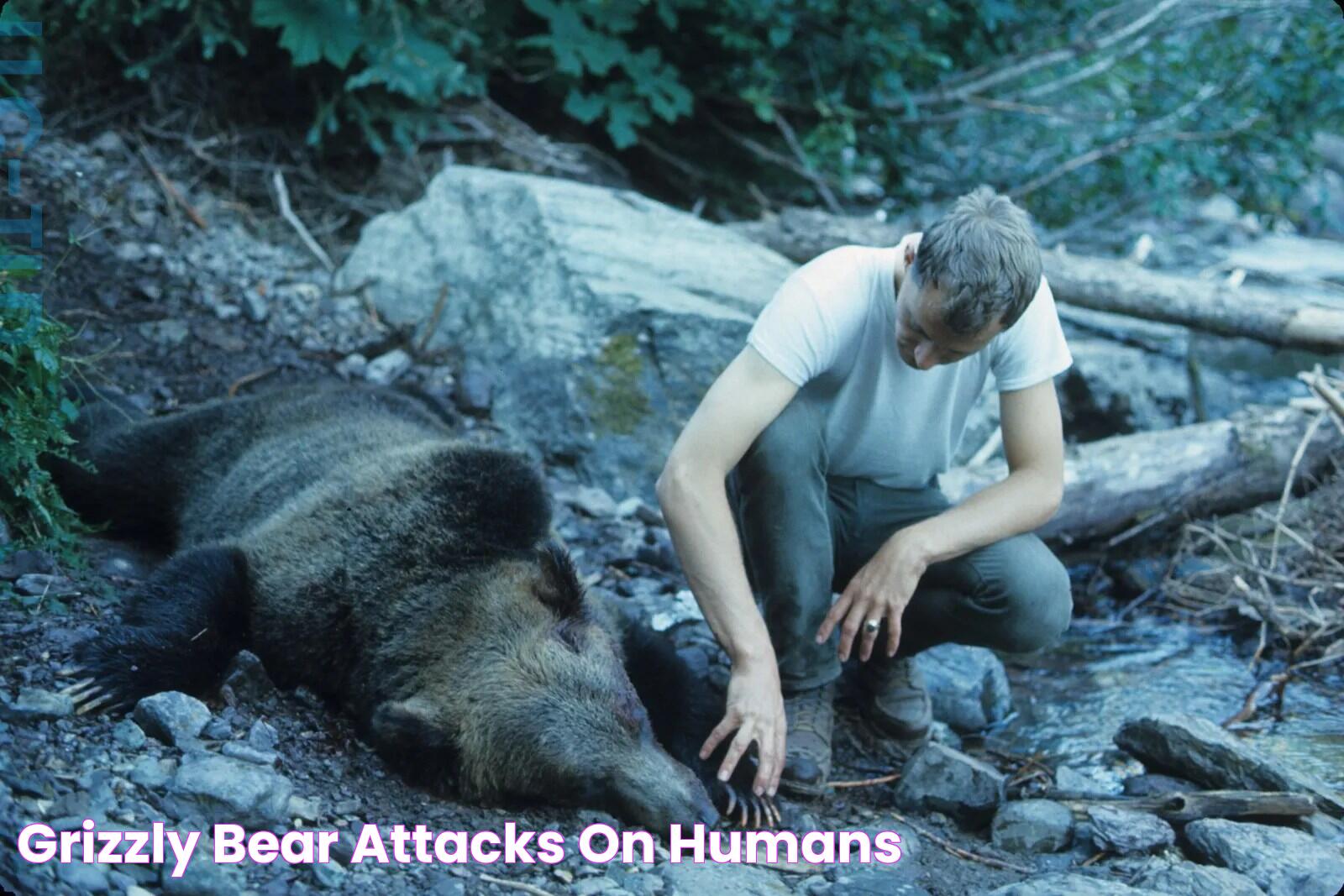 Grizzly Bear Attacks On Humans