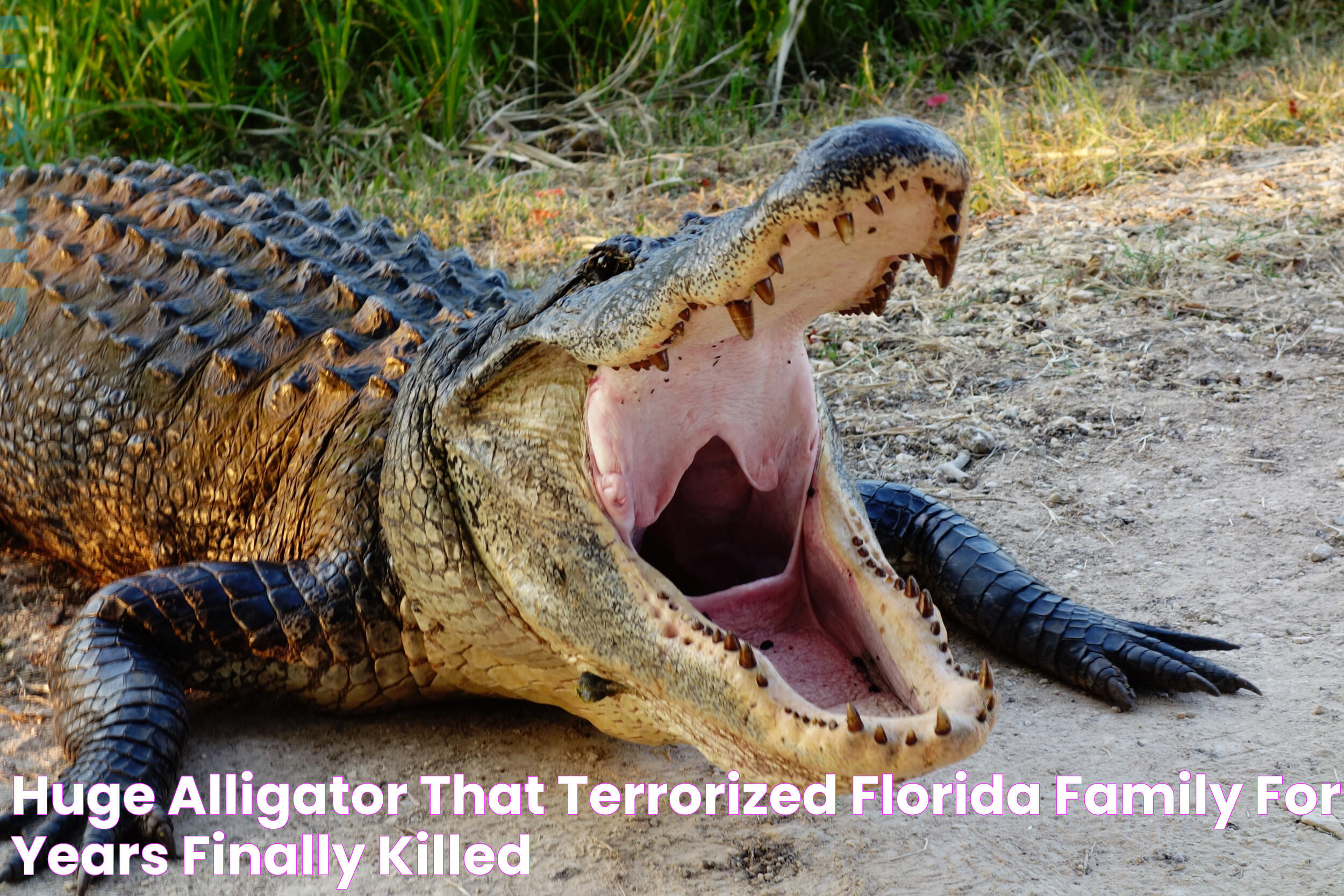 Huge Alligator That Terrorized Florida Family for Years Finally Killed