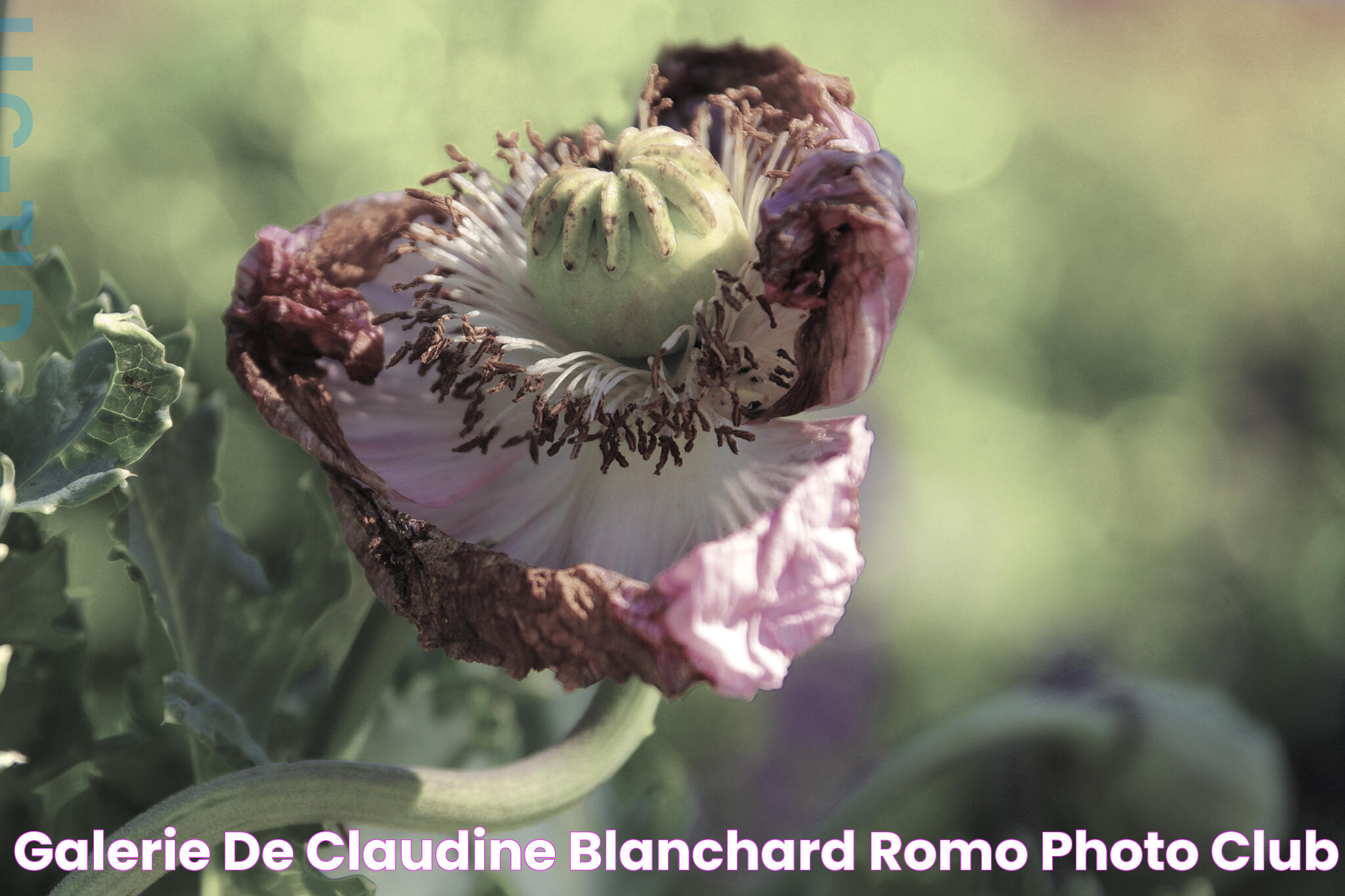 Galerie de Claudine Blanchard Romo Photo Club