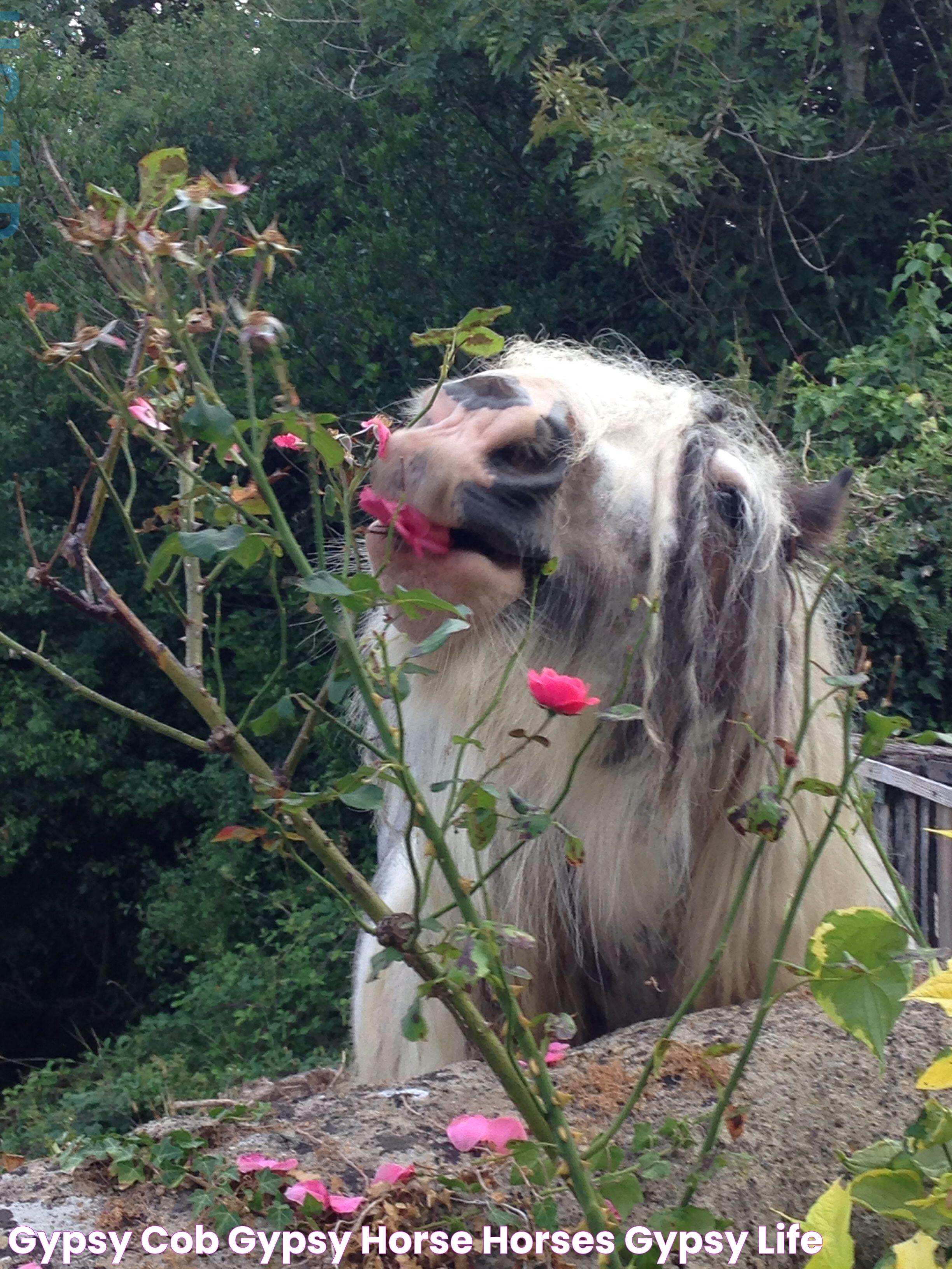 Gypsy Cob Gypsy horse, Horses, Gypsy life