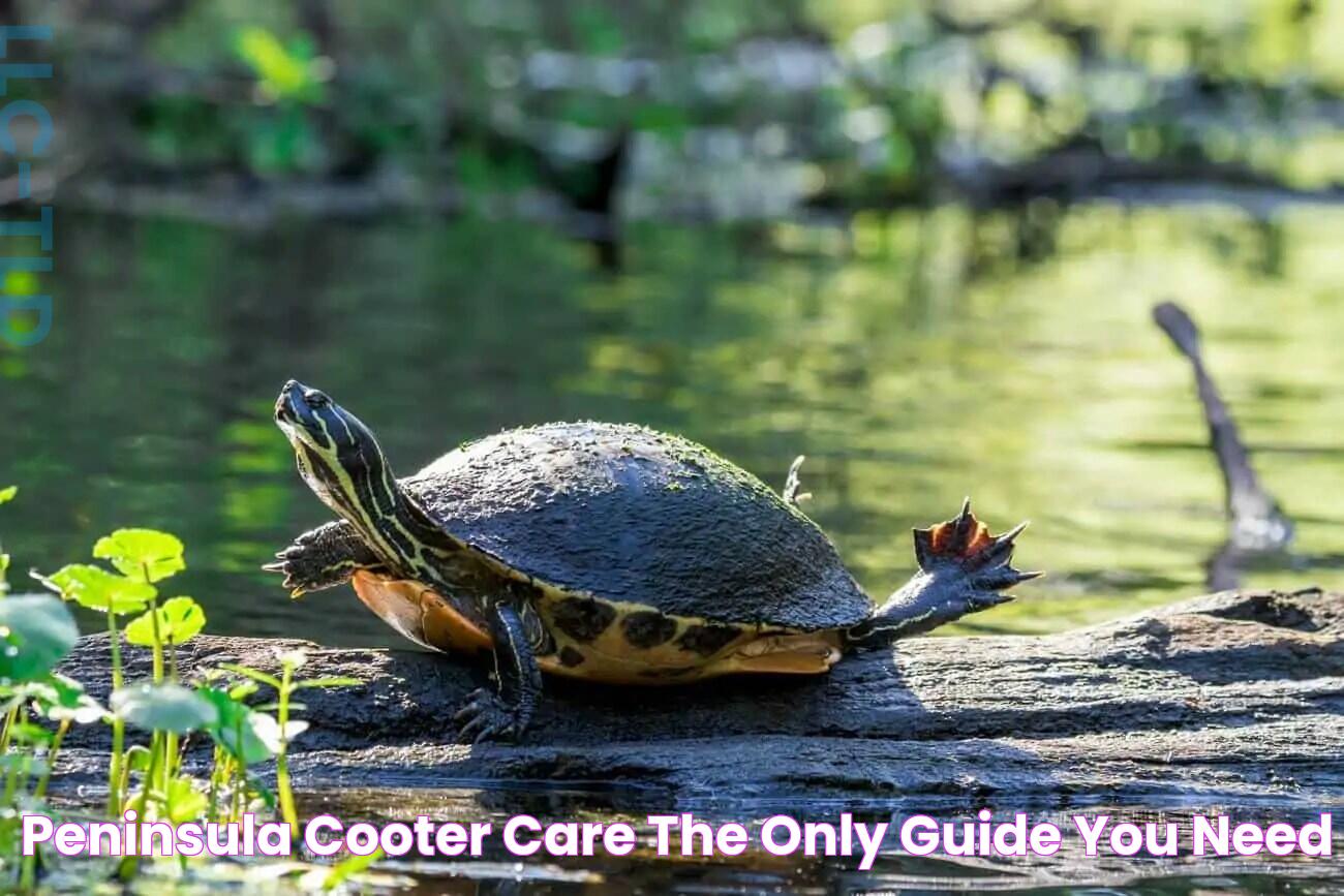 Peninsula Cooter Care The Only Guide You Need