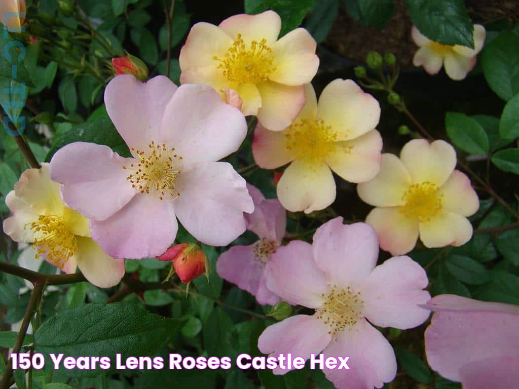 150 years Lens Roses Castle Hex