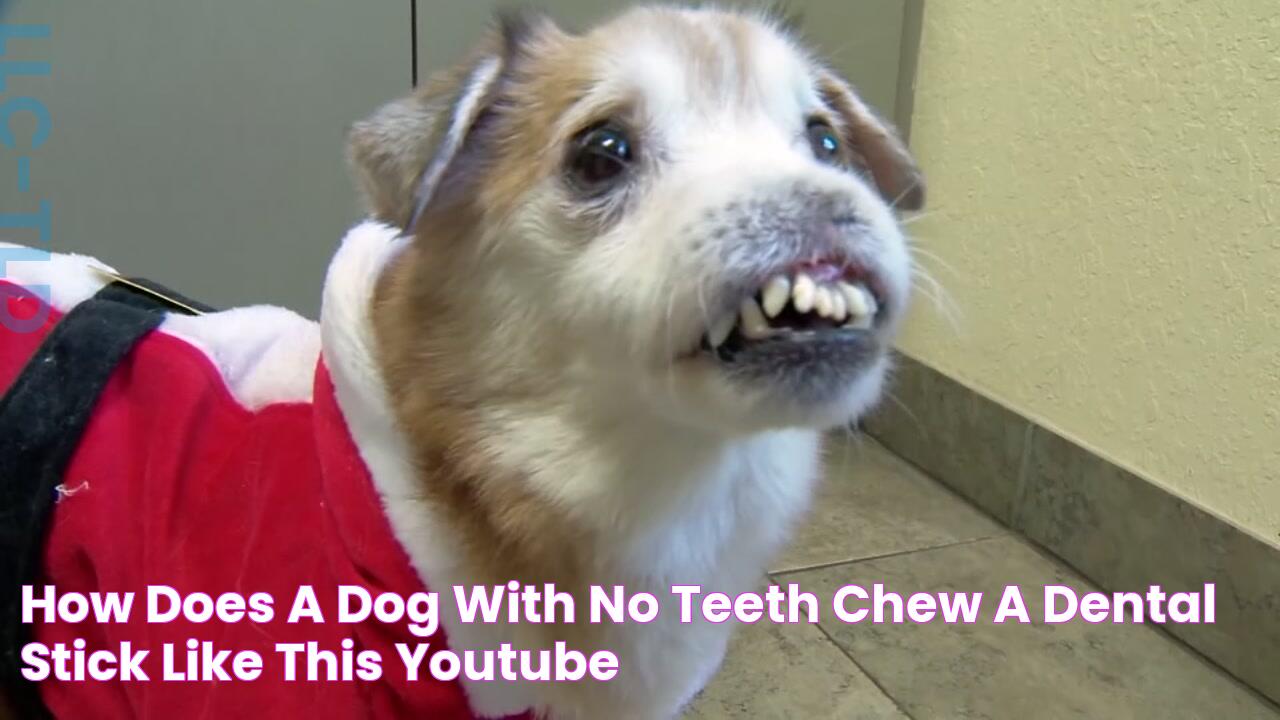 How Does A Dog With No Teeth Chew A Dental Stick? Like This! YouTube