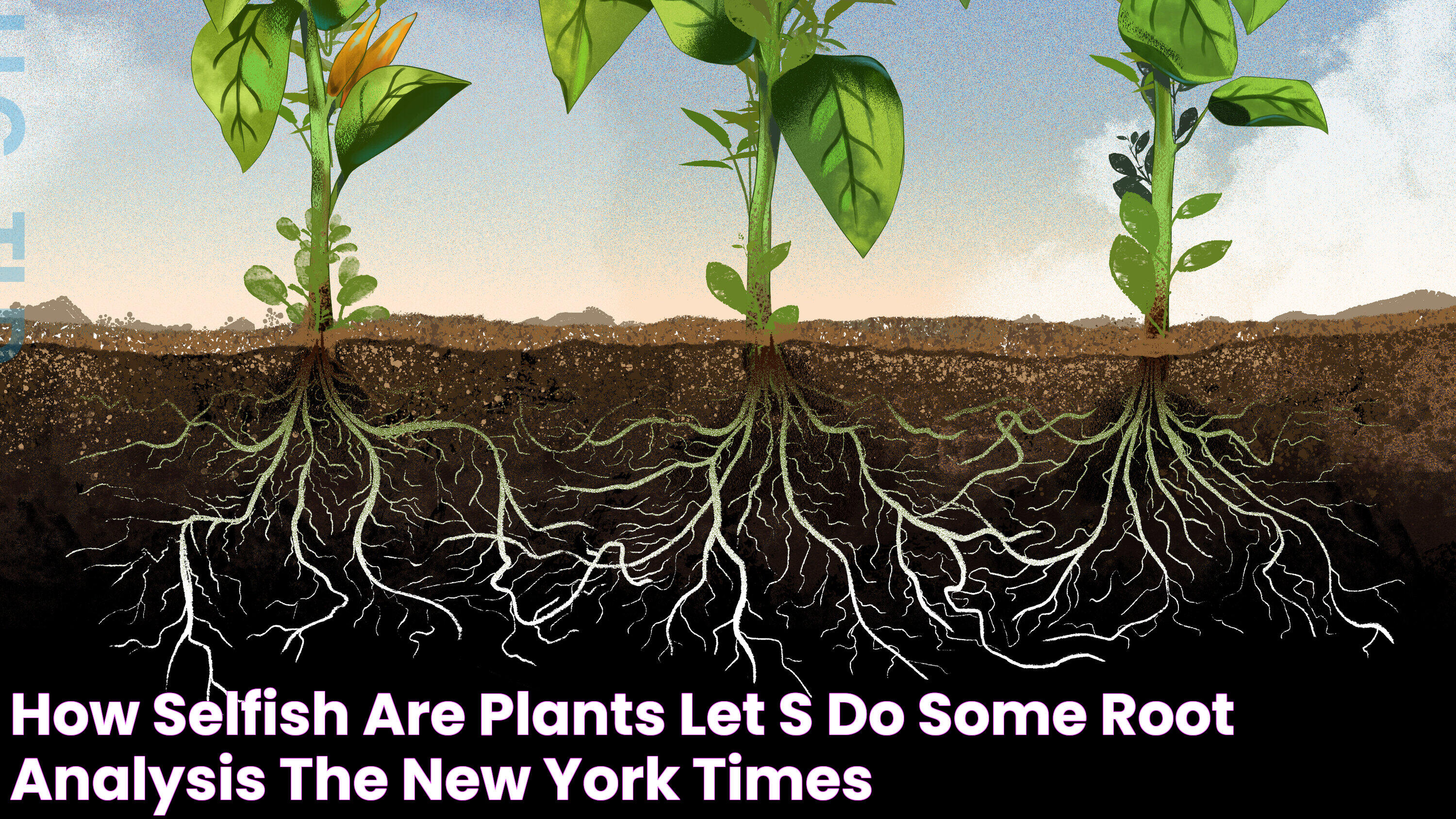 How Selfish Are Plants? Let’s Do Some Root Analysis The New York Times