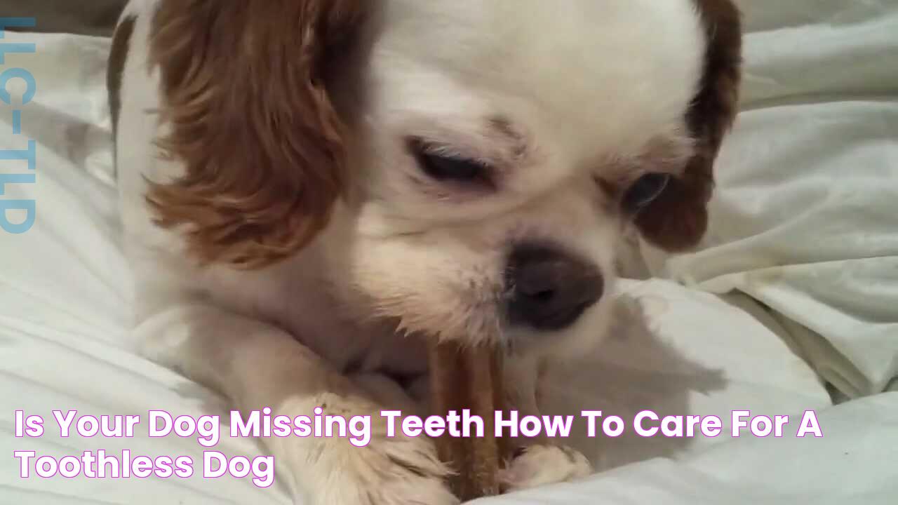 Is Your Dog Missing Teeth? How to Care for a Toothless Dog