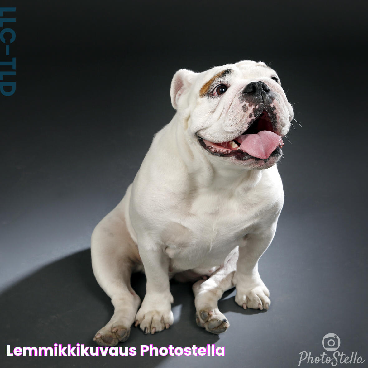 Lemmikkikuvaus PhotoStella