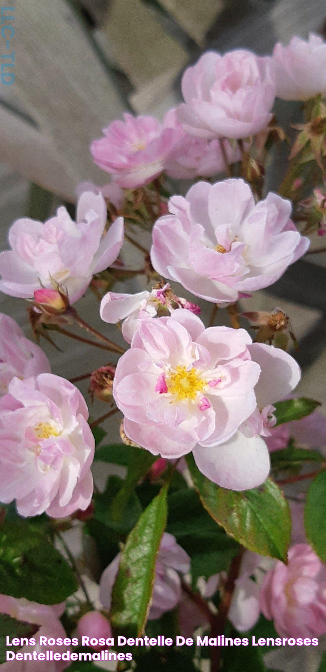 Lens roses Rosa 'Dentelle de Malines' lensroses dentelledemalines