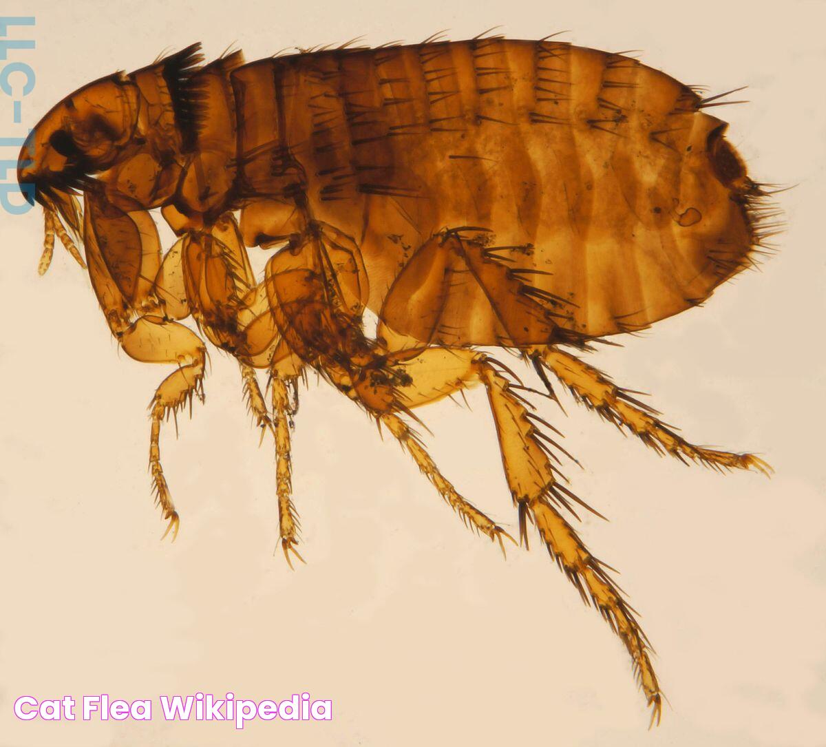 Cat flea Wikipedia