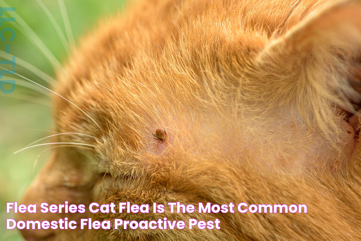 Flea Series Cat Flea is the Most Common Domestic Flea Proactive Pest