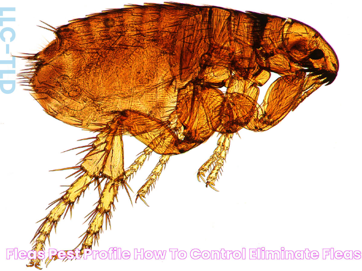 Fleas Pest Profile How to Control & Eliminate Fleas