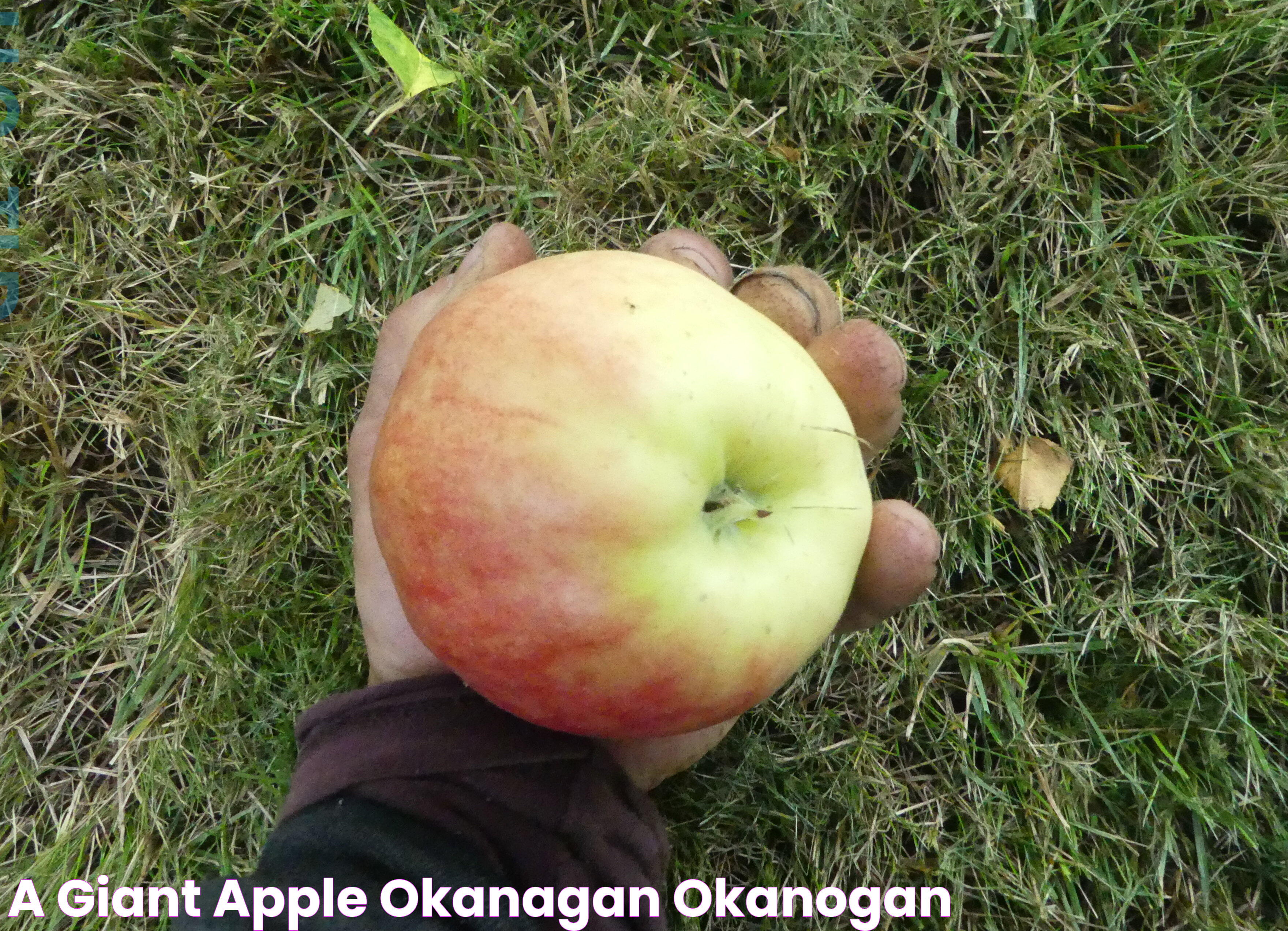 A Giant Apple Okanagan Okanogan