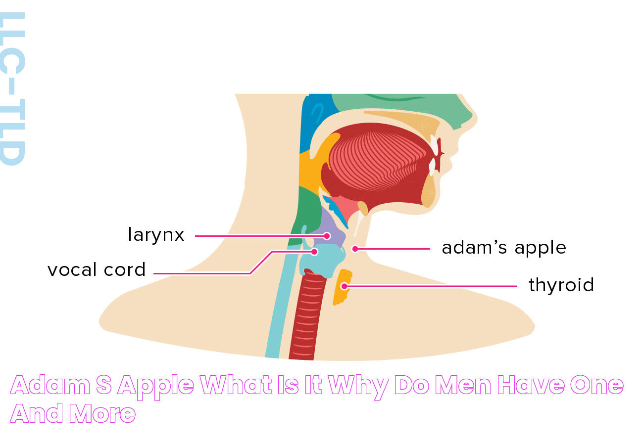 Adam’s Apple What Is It, Why Do Men Have One, and More