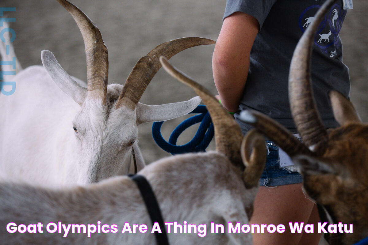 Goat Olympics are a thing in Monroe, WA KATU