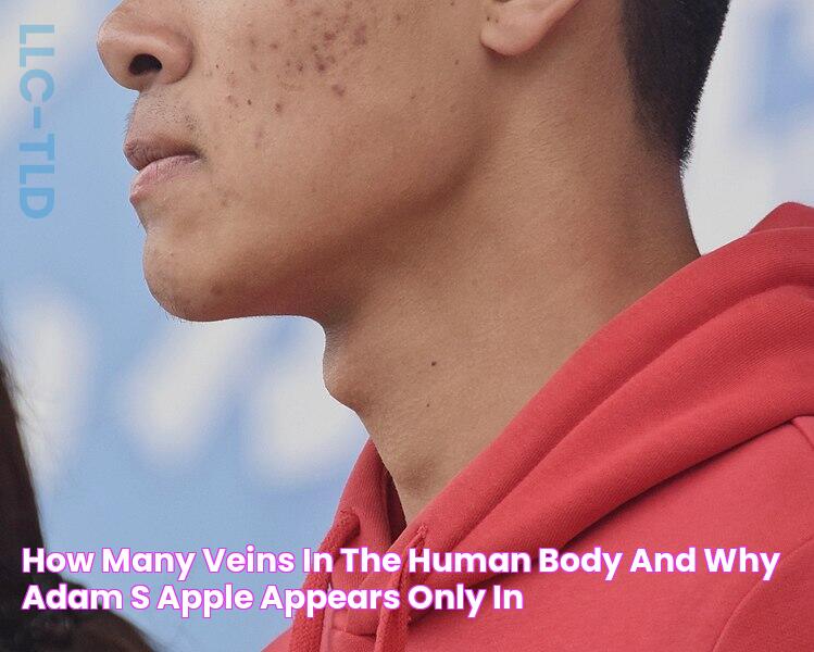 How Many Veins in the Human Body? and Why Adam's Apple Appears Only in