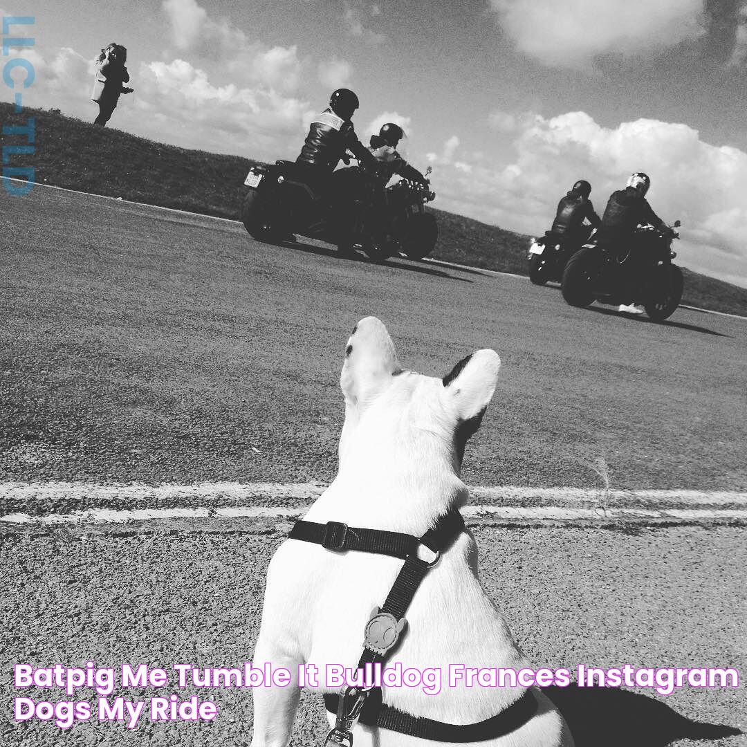 Batpig & Me Tumble It Bulldog frances, Instagram dogs, My ride