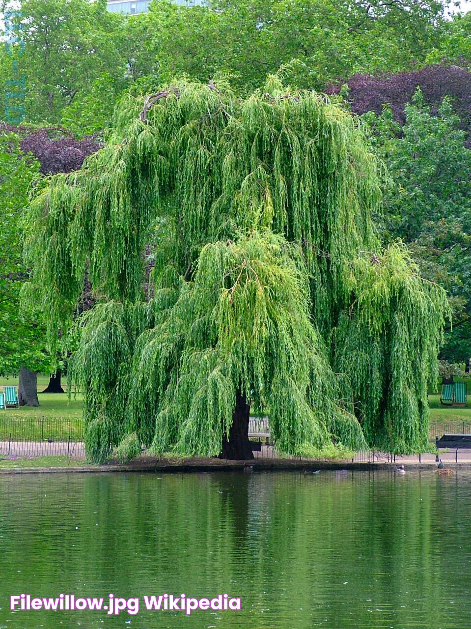 FileWillow.jpg Wikipedia